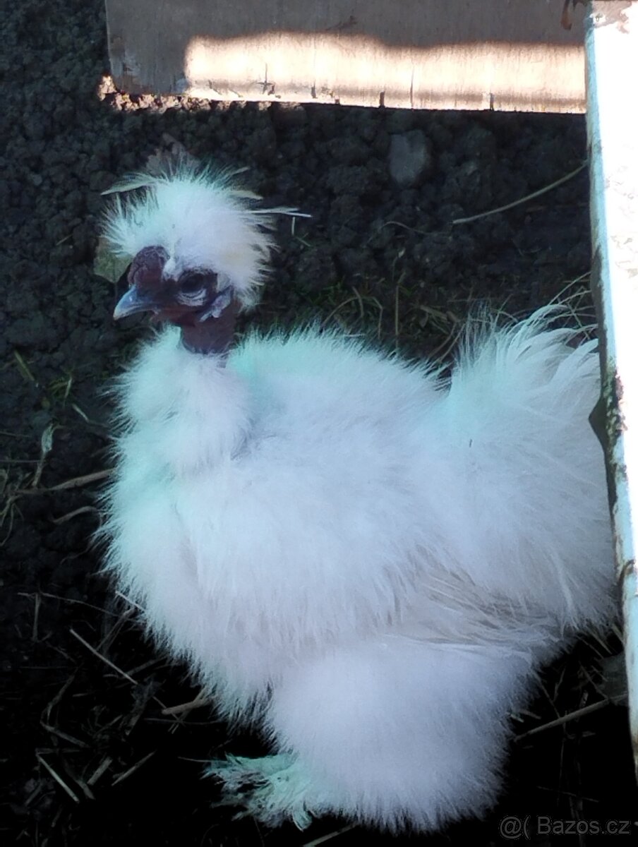 Hedvábnička dva holokrký kohouti - 3