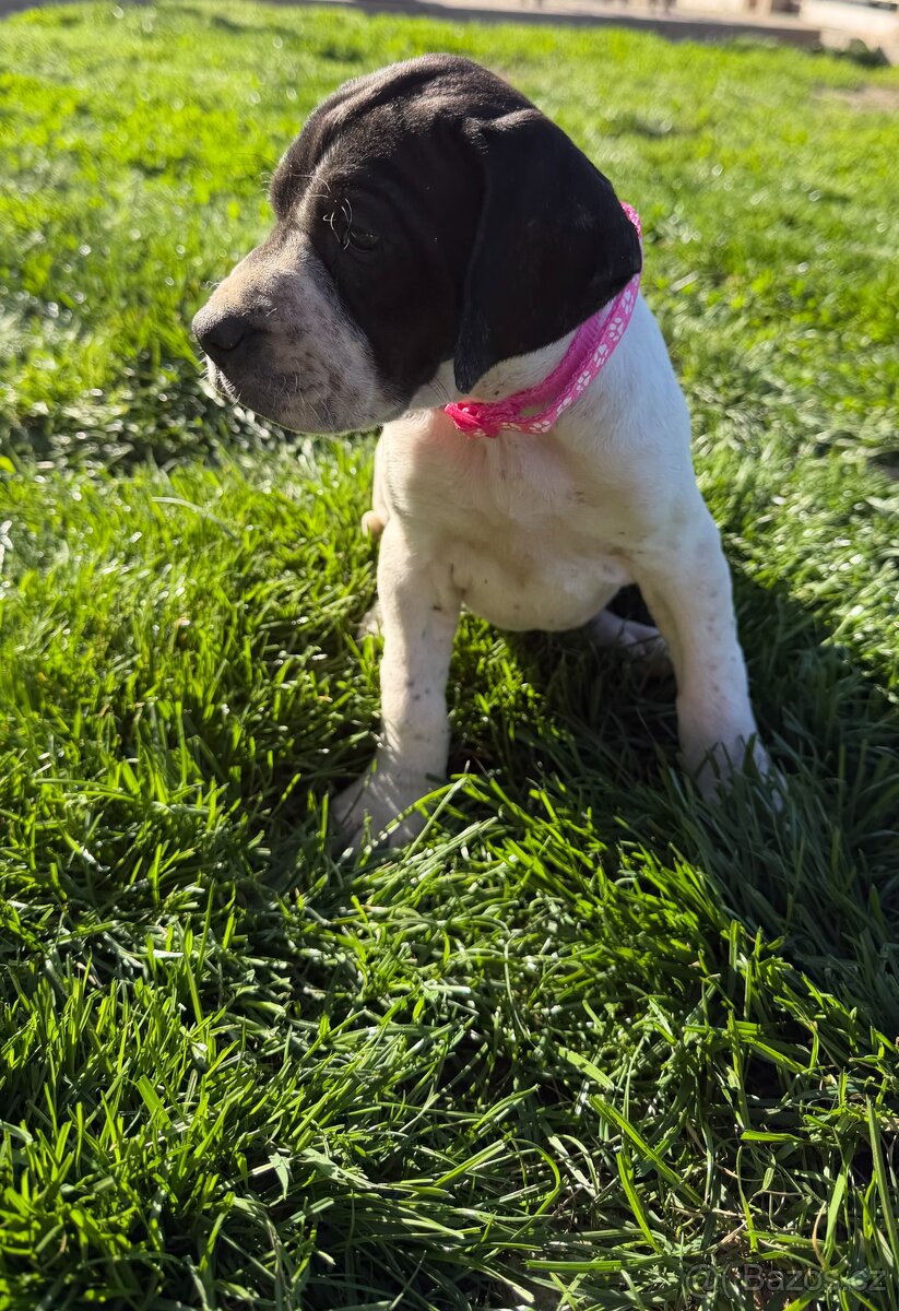 POINTER, stěňata bez P.P. - 3