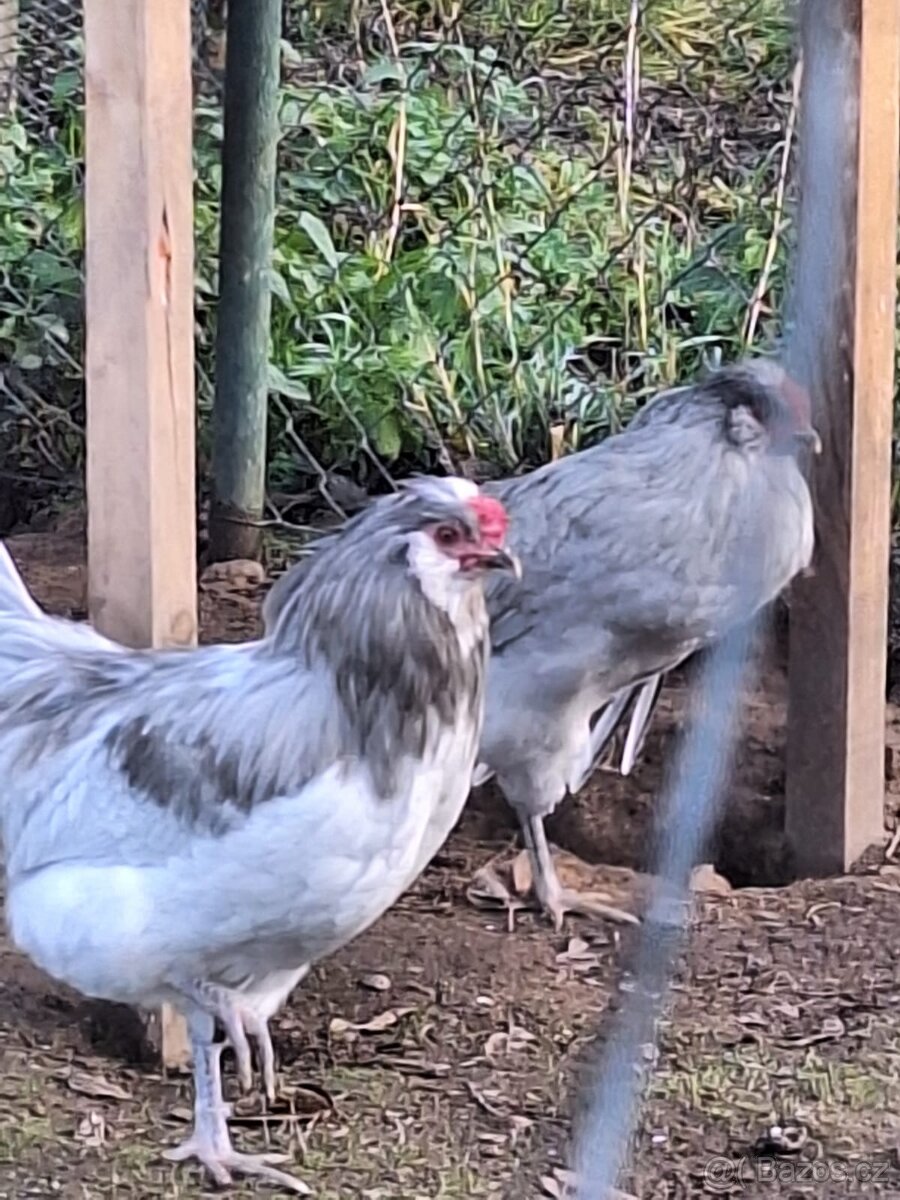 Prodám kohouty araukana lavendr - 3