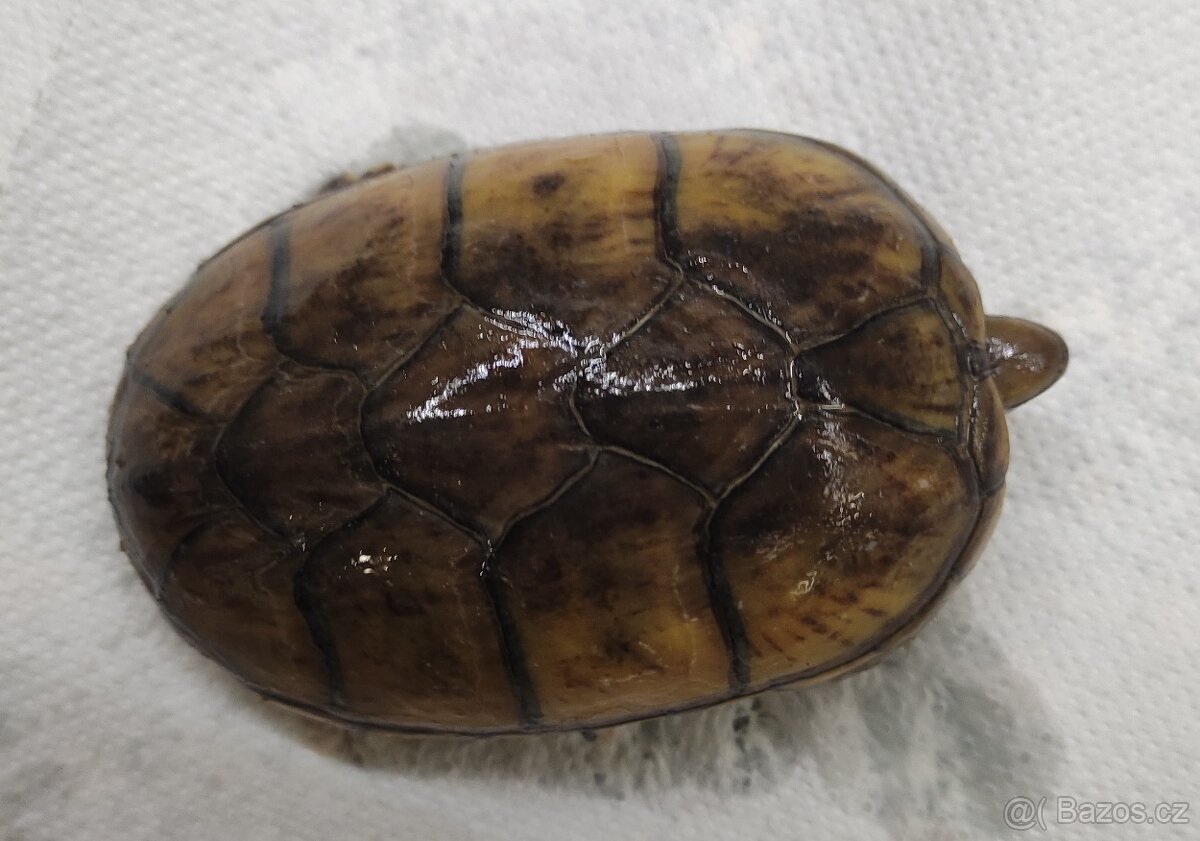 Klapavka obecná + vybavení. - 3