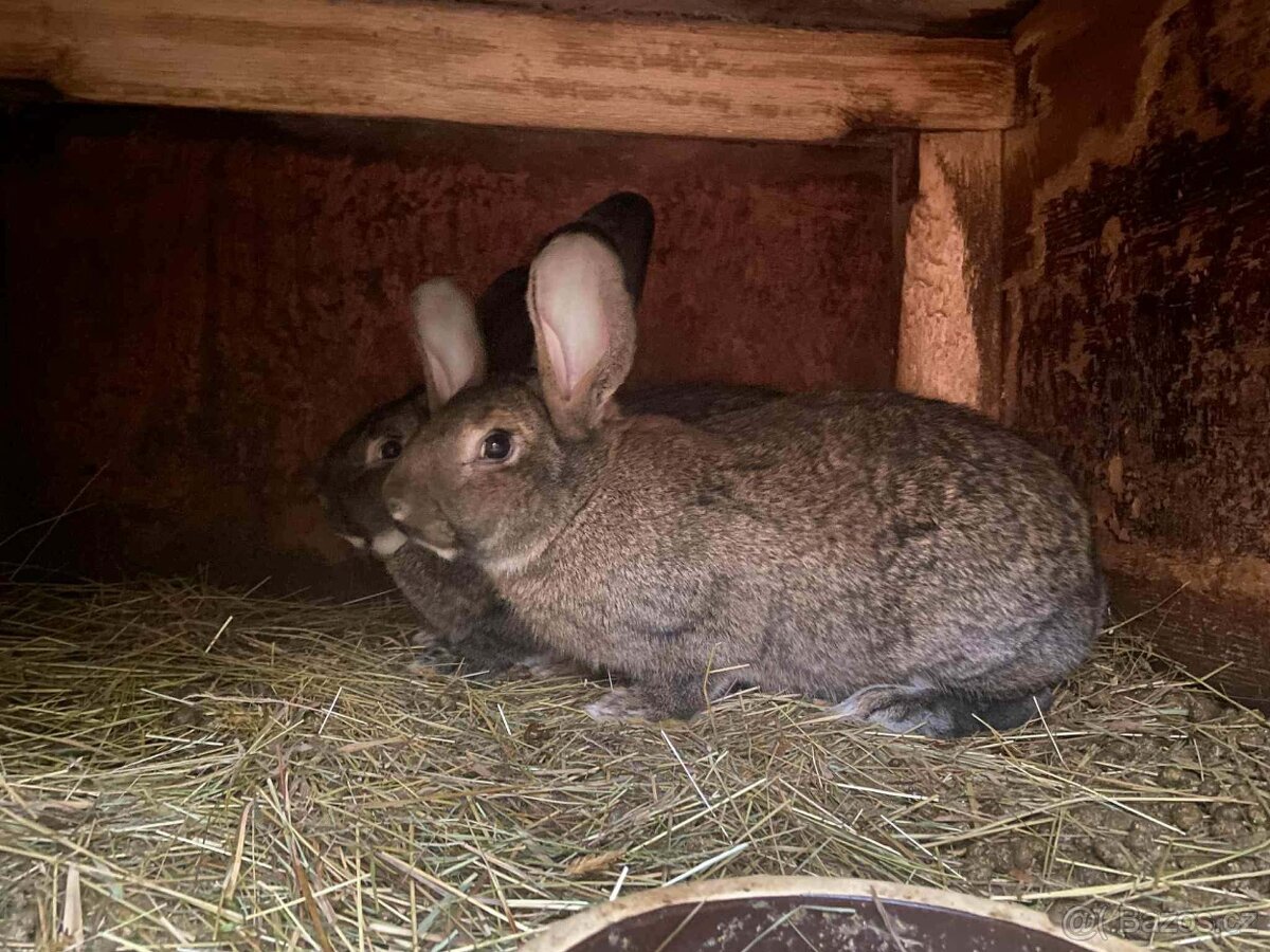 Králíci - 3