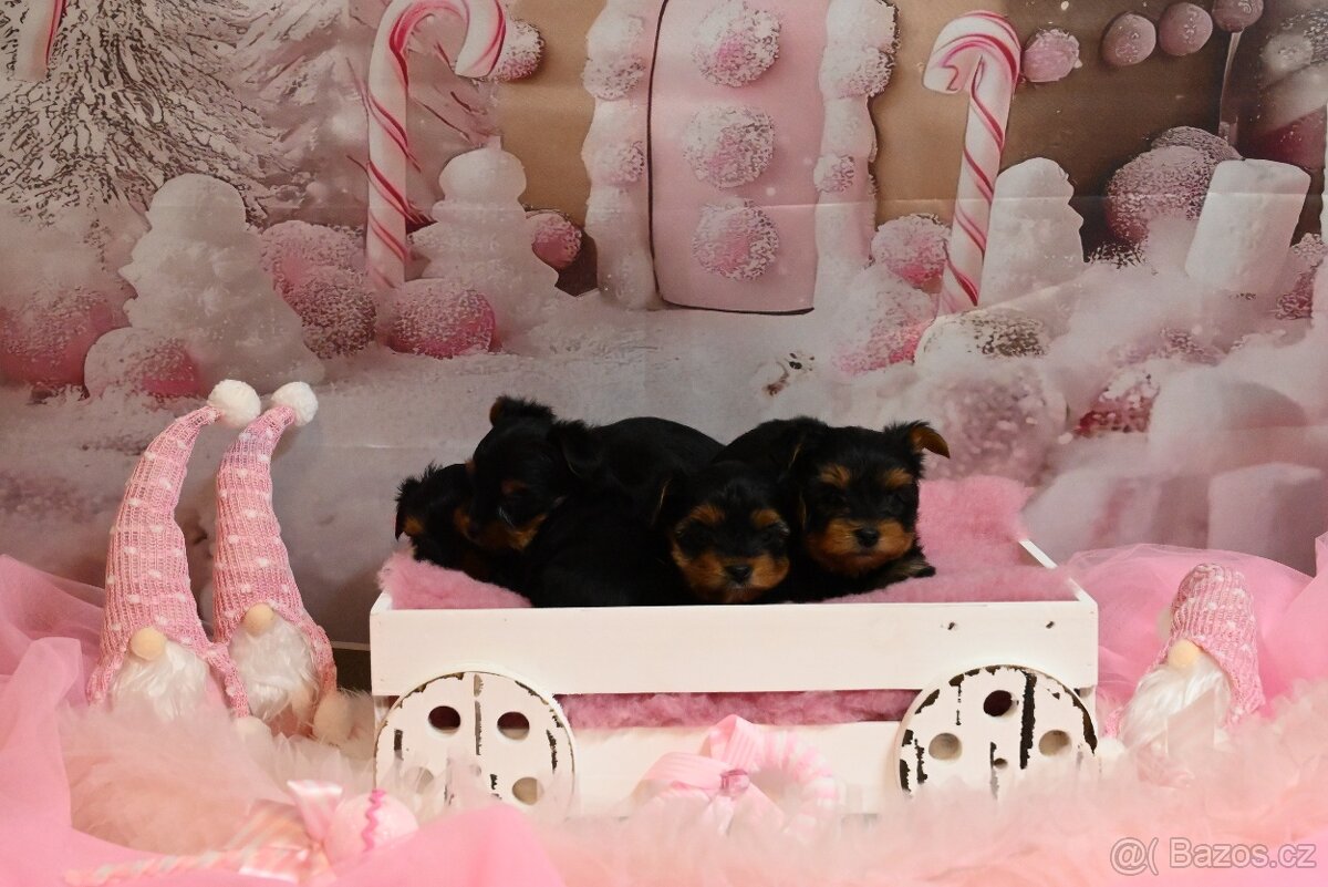 Jorkšírský teriér s PP - 3