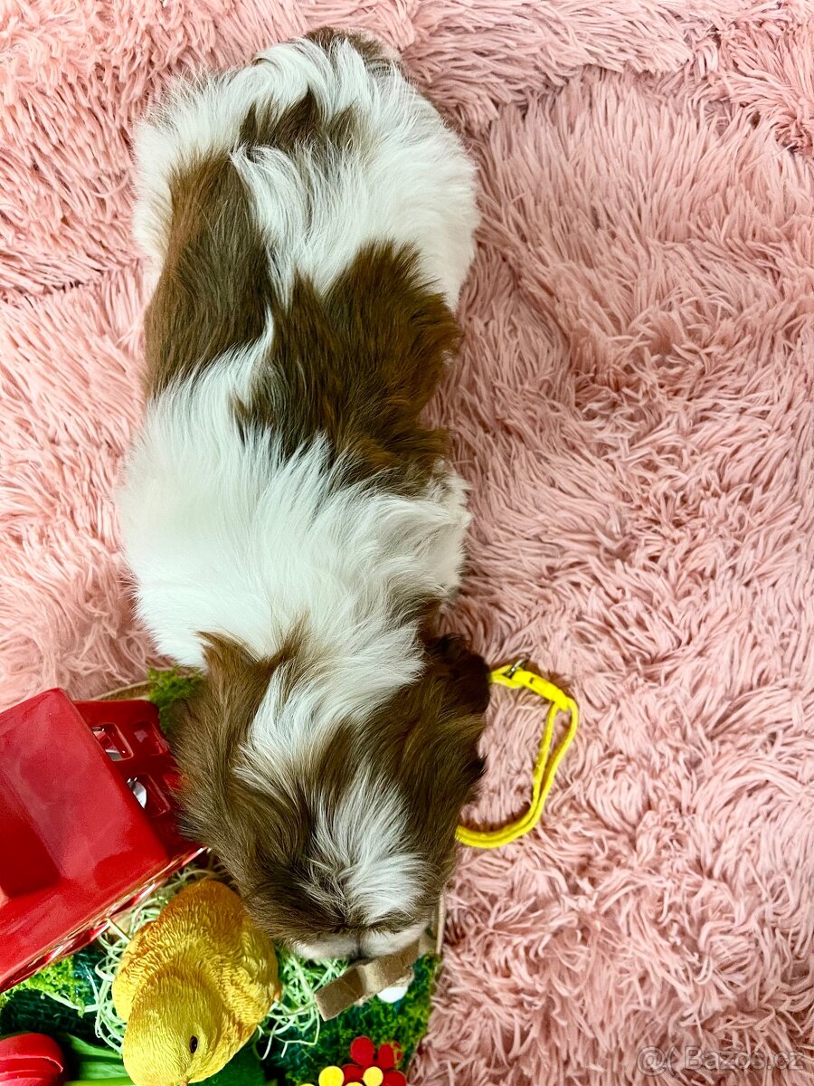 Havanský psík- bišonek bez pp - 3