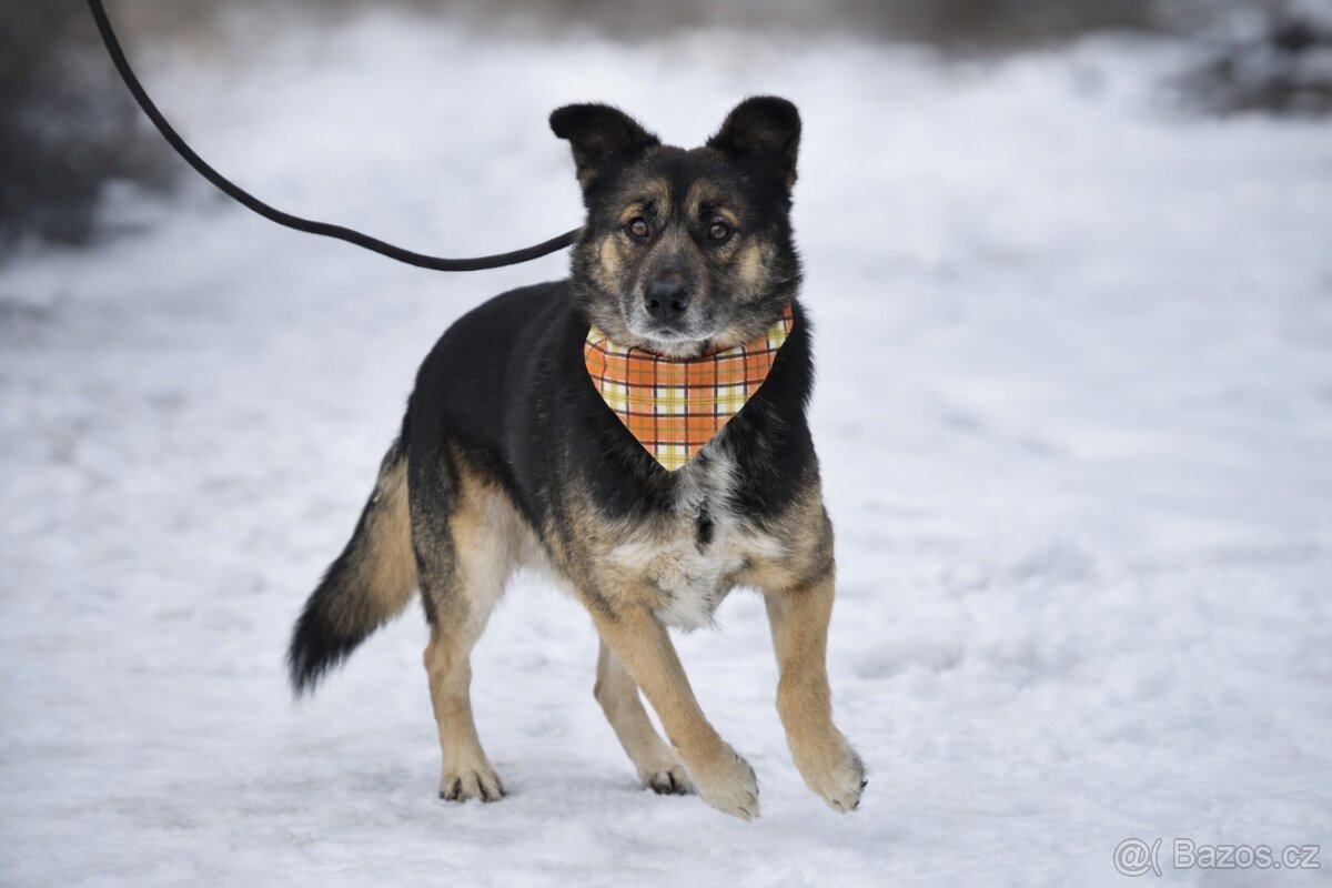 Erbo hledá domov - 3