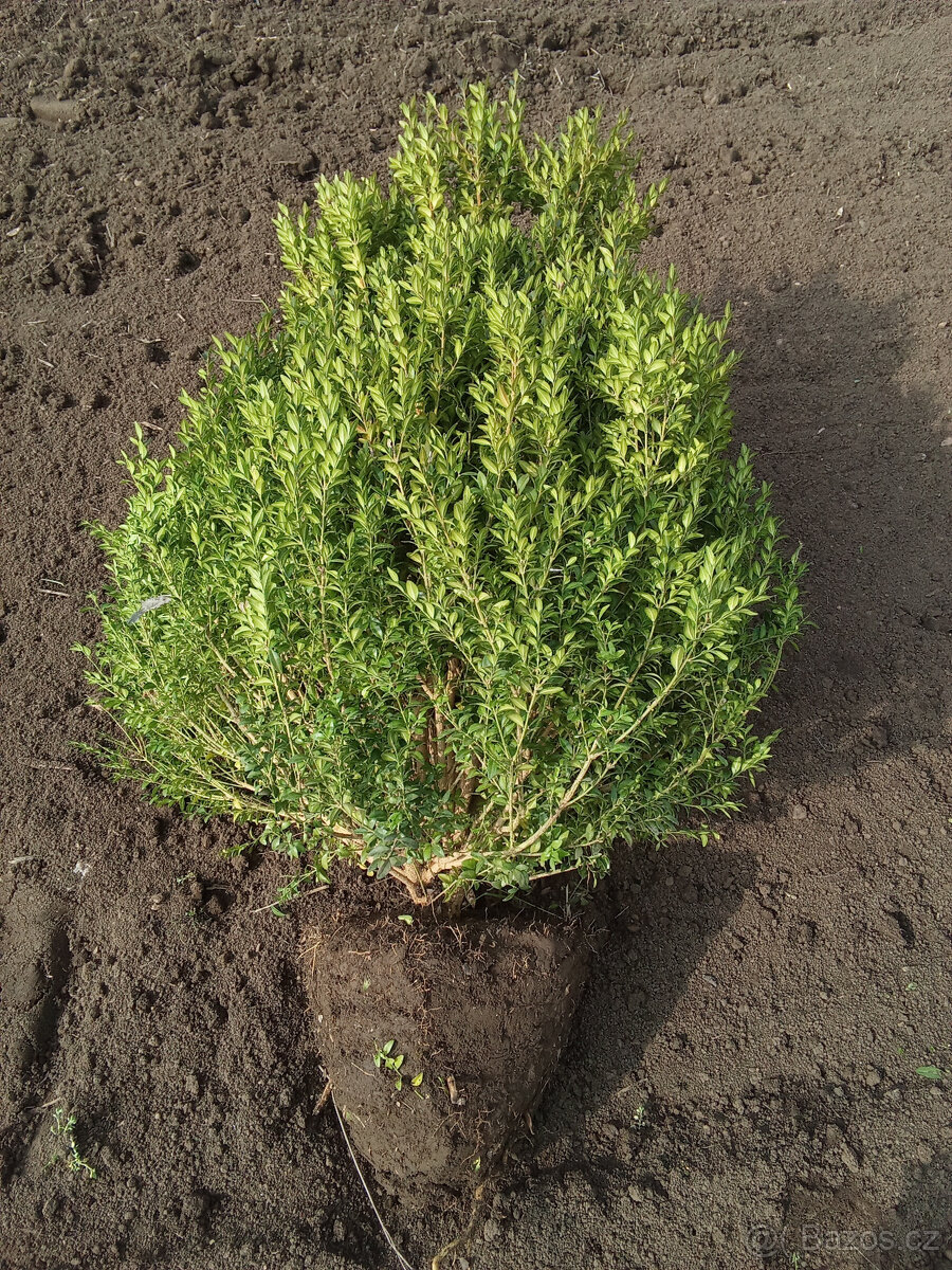 Buxus - 3