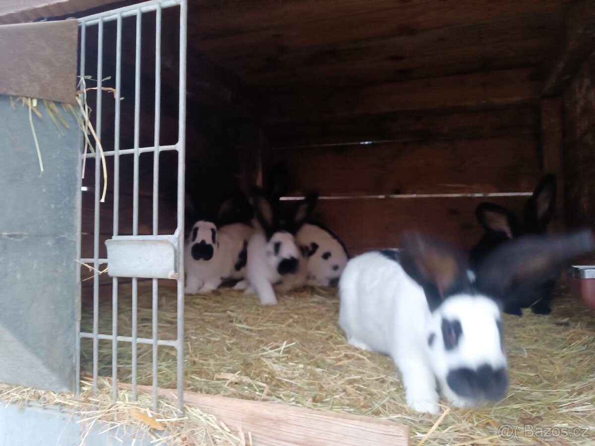 Německý Obrovitý Strakáč - 3