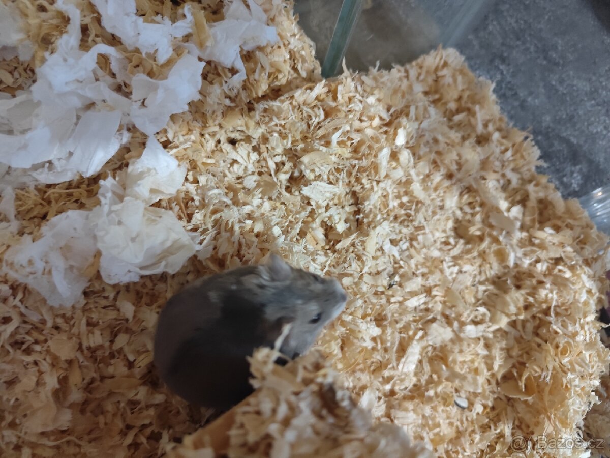 Křeček džungarský + terarium a krmení - 3