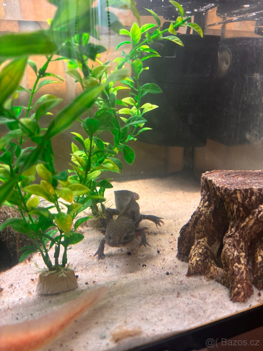 Axolotli + akvarium SPĚCHÁ - 3