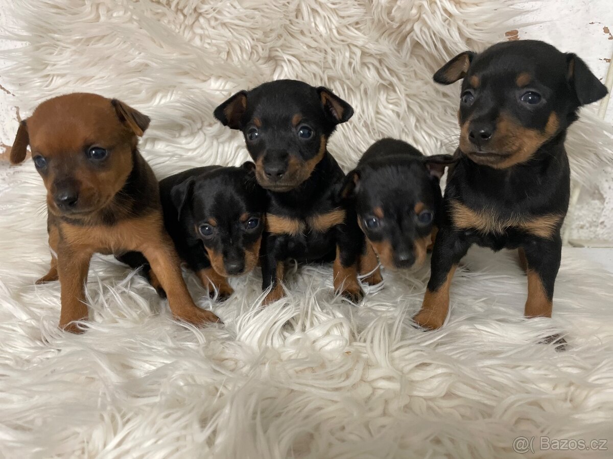 Pražský krysařík - 3