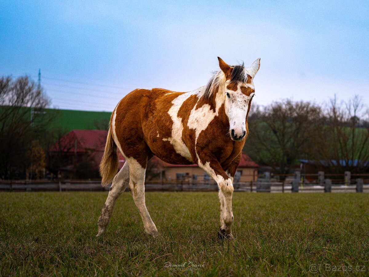 American Paint Horse - 3