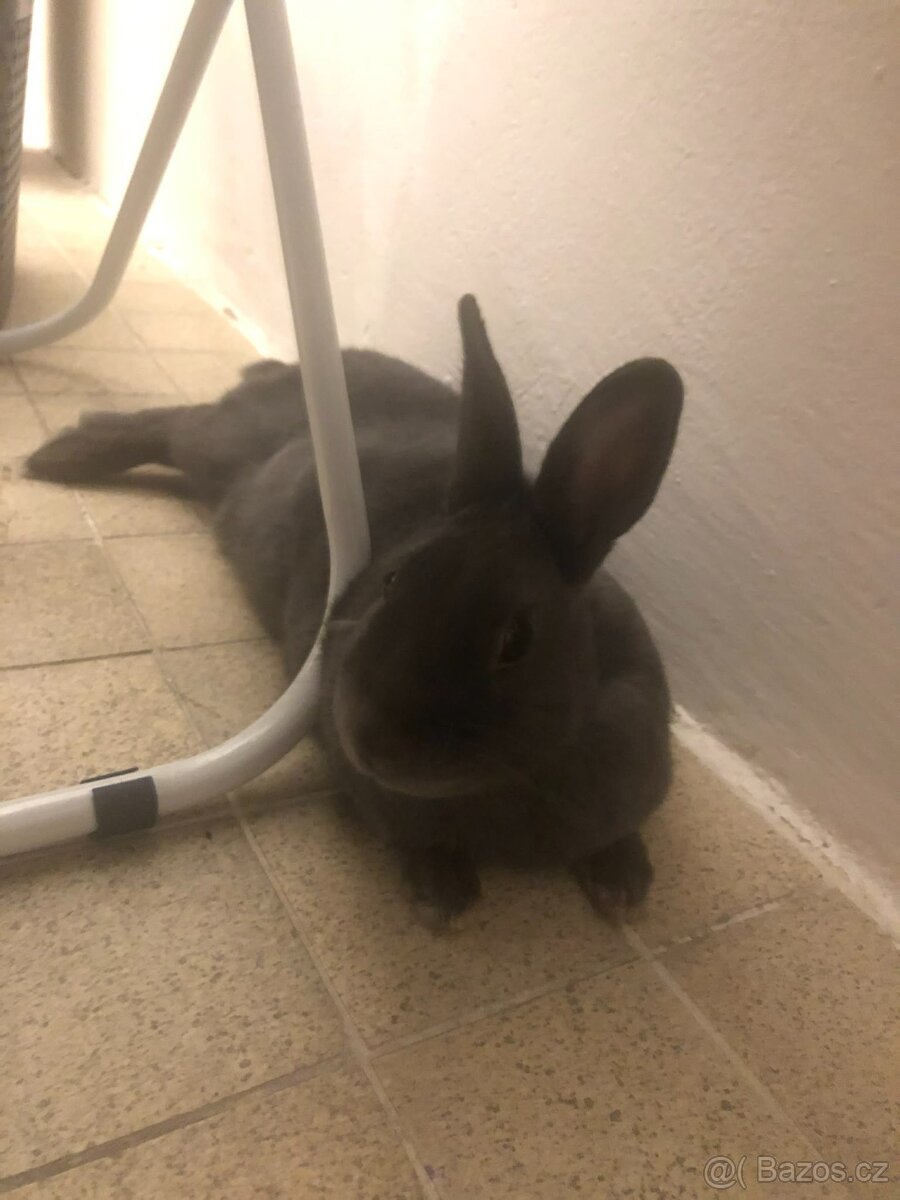 Zakrslý králíček - 3