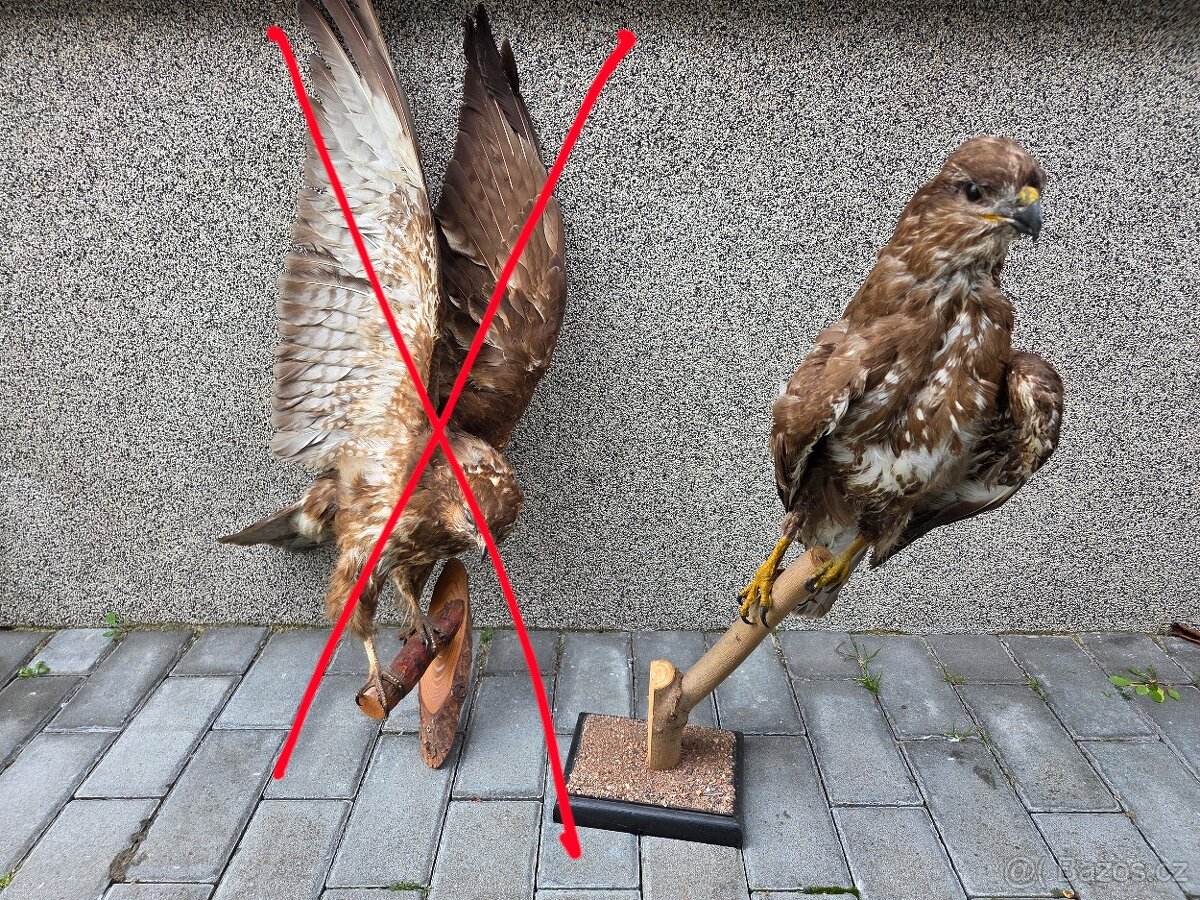 Káně lesní - trofej - 3