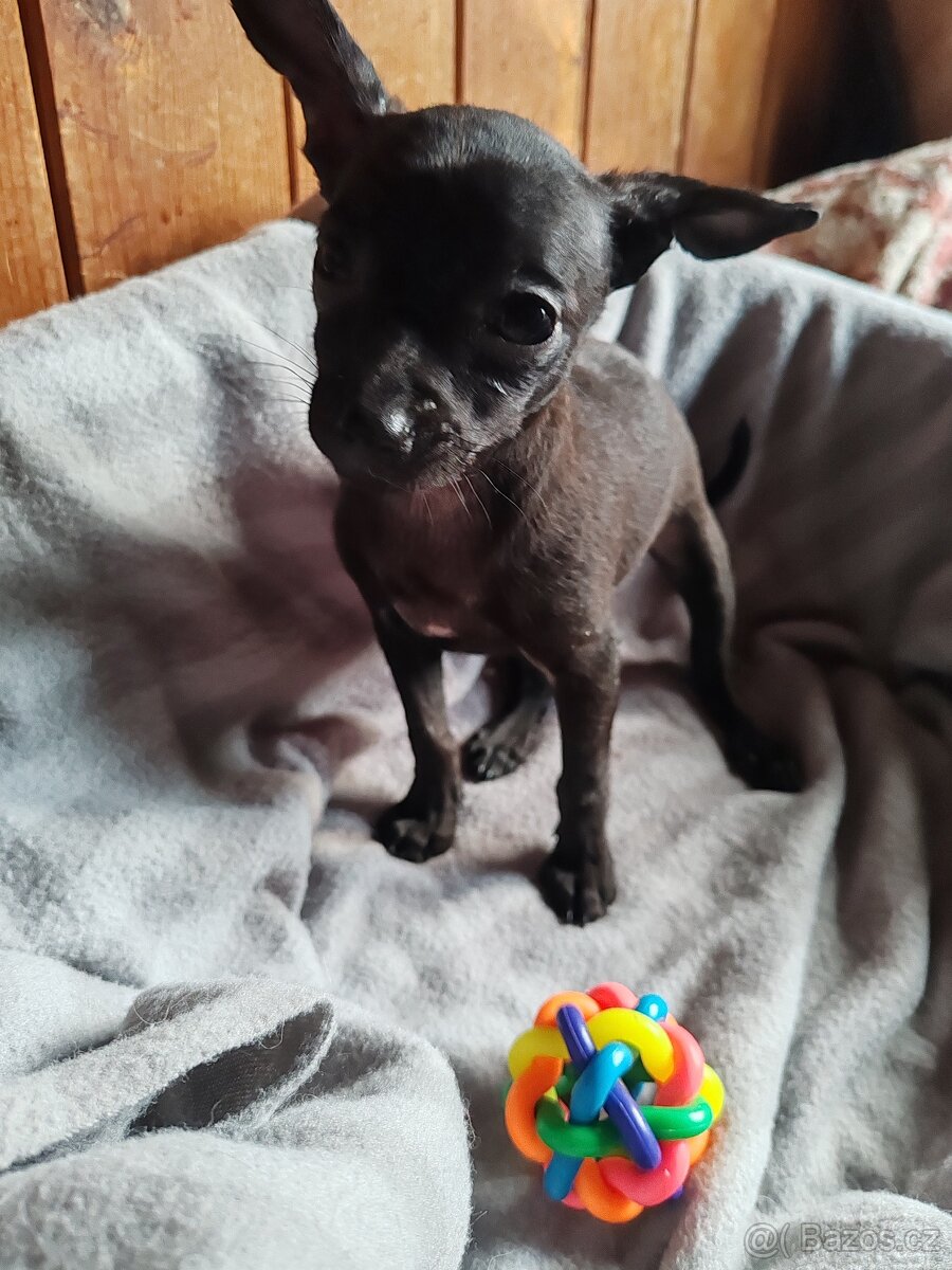 Pražský krysařík - štěňátka - 3