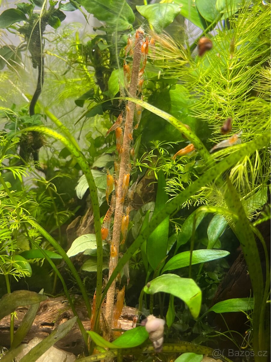 Neocaridina Orange Rili - 3