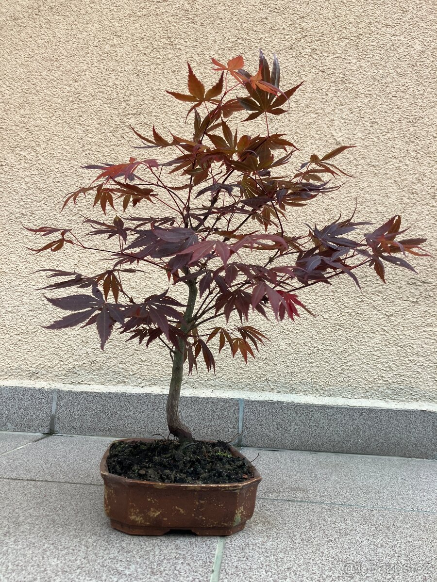 Bonsai, Bonsaj, japonský javor - 3