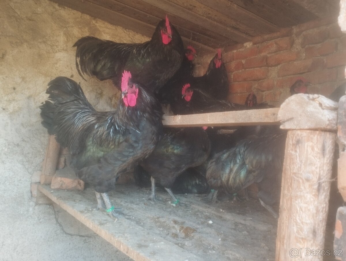 Kohouty Australky černé velké - 3