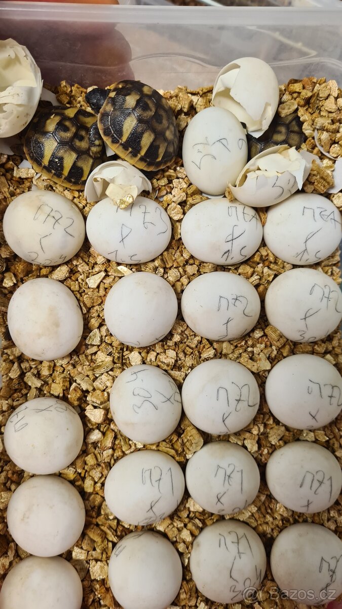 Suchozemské želvy - vlastní odchov 2025 - 3