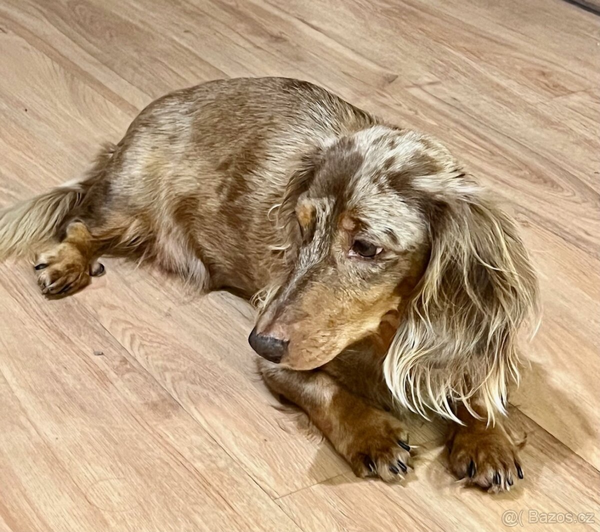 Jezevčík dlouhosrstý - 3