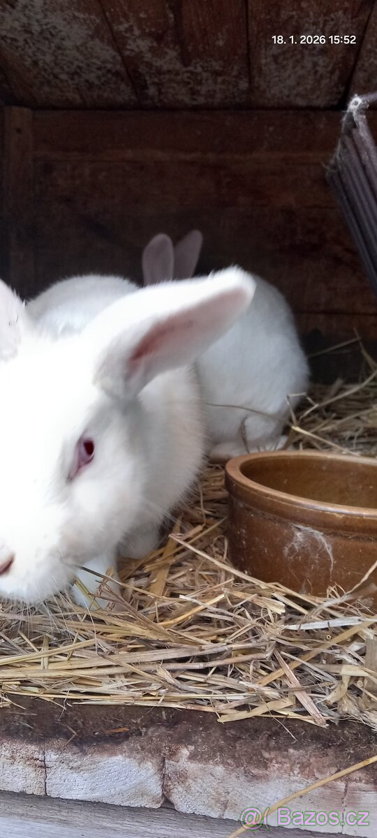Prodám králíky - 3