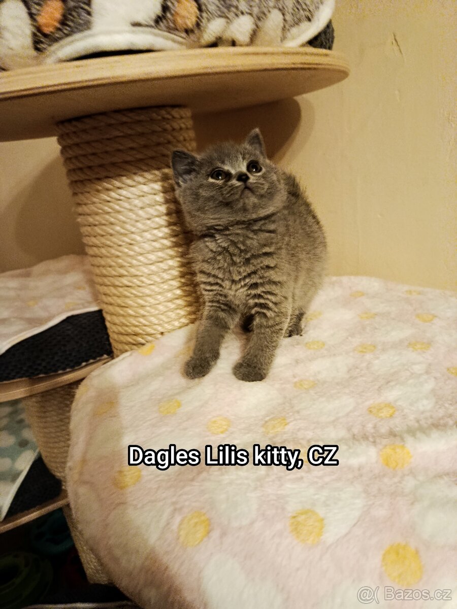 Britská modrá s PP - 3