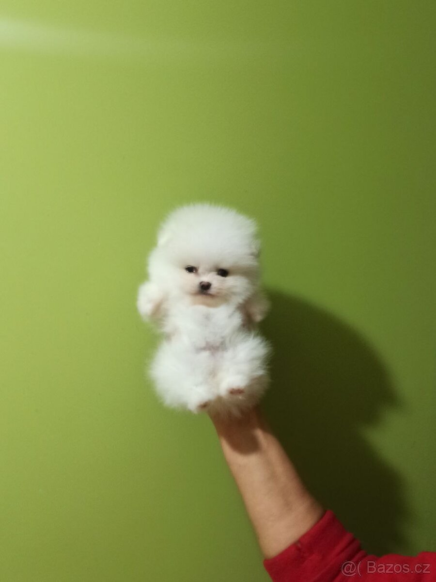 Bílý pomeranian - 3