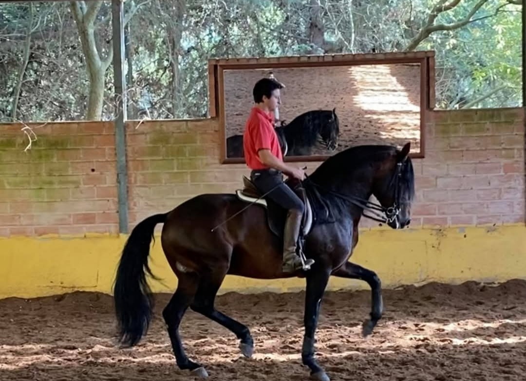 Lusitano hřebec - připouštění - 3