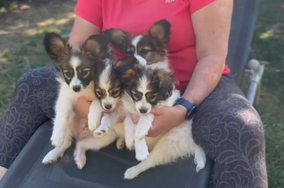 Štěně Papillon s PP chlapeček Figaro ❤️ - 3