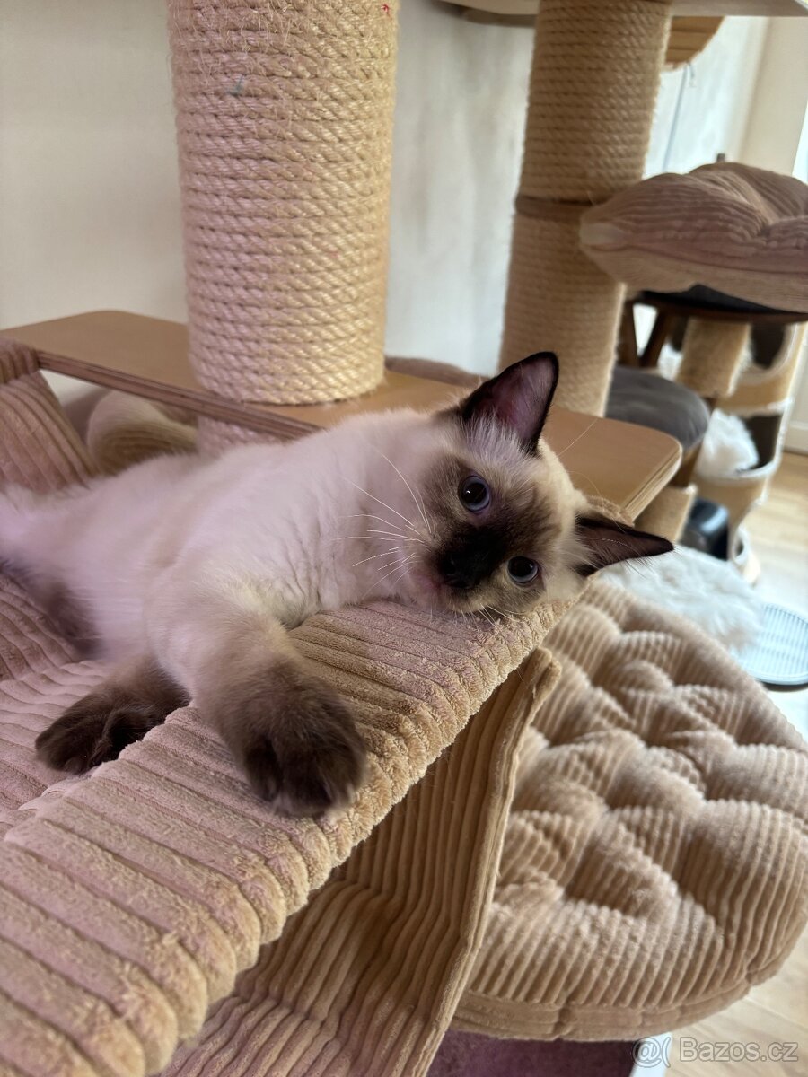 Kocourek Ragdoll s PP - 3