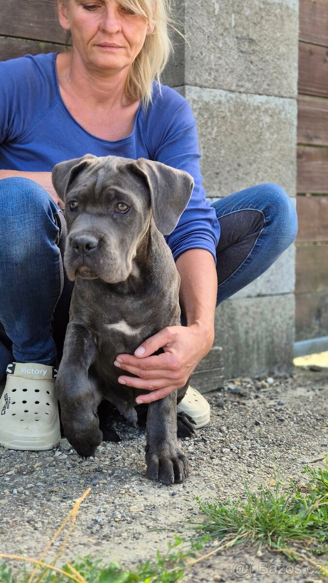 Cane corso s PP - 3