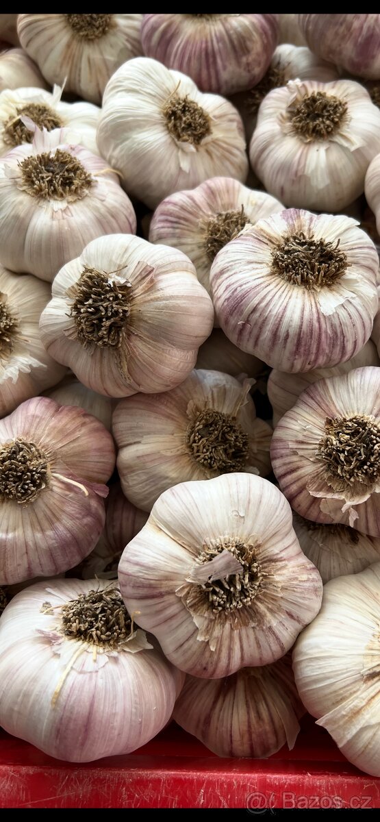 Česnek - 3
