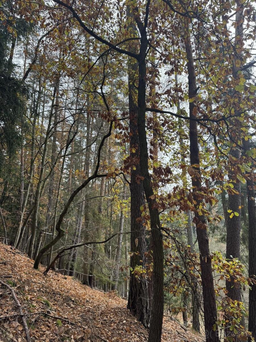 Prodám lesní pozemky v k.ú. Střemeníčko - 3