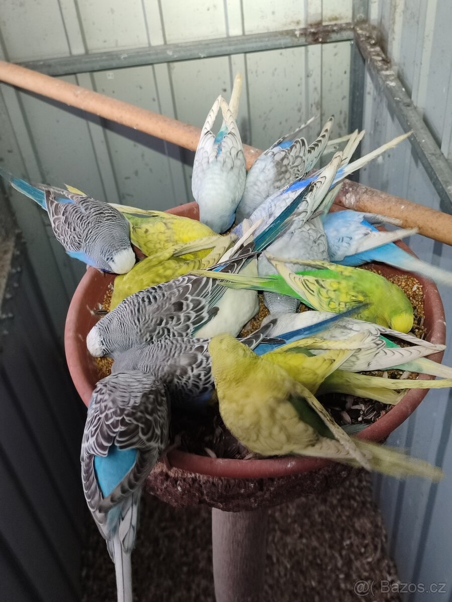 Korely a Andulky - 3