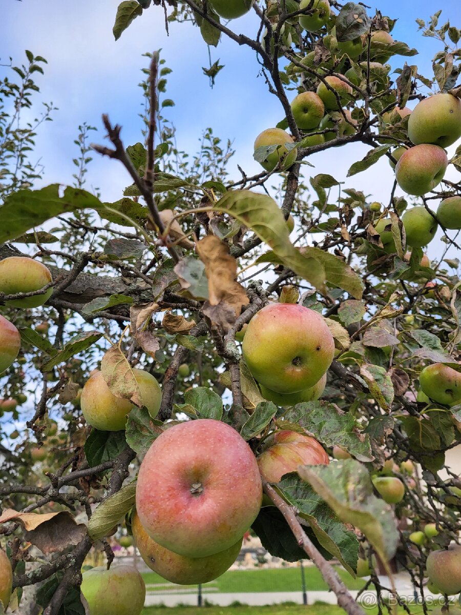 Jablka samosběr - 3