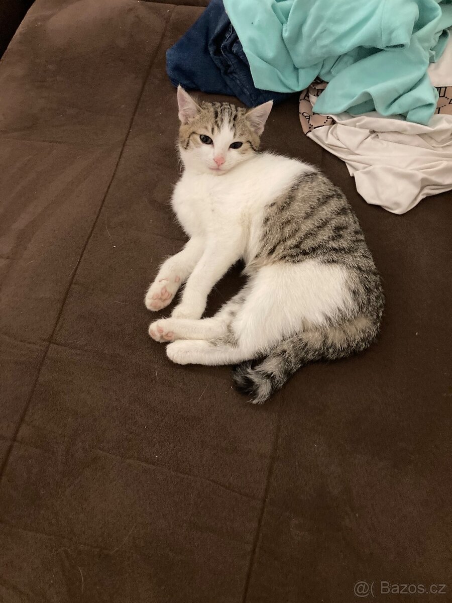 Daruji kocourka a kočičku. - 3