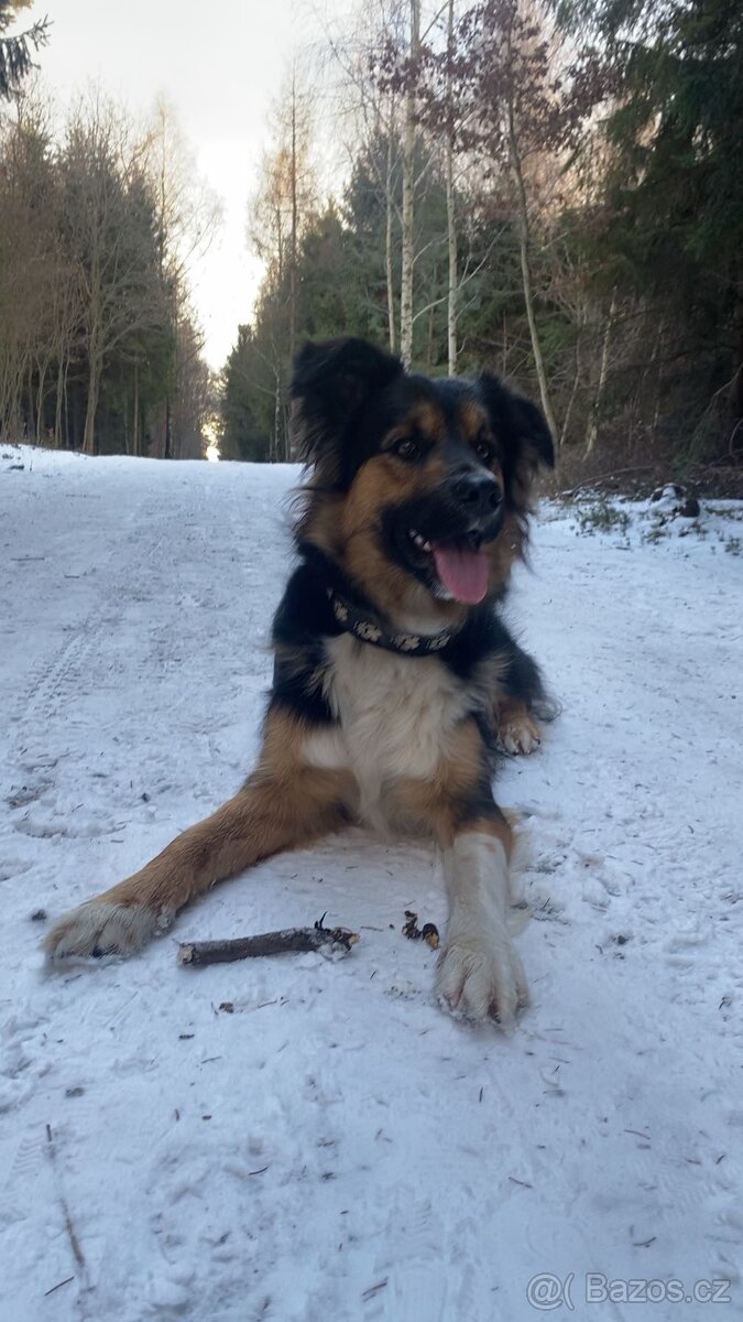 Border kolie bez PP - 3