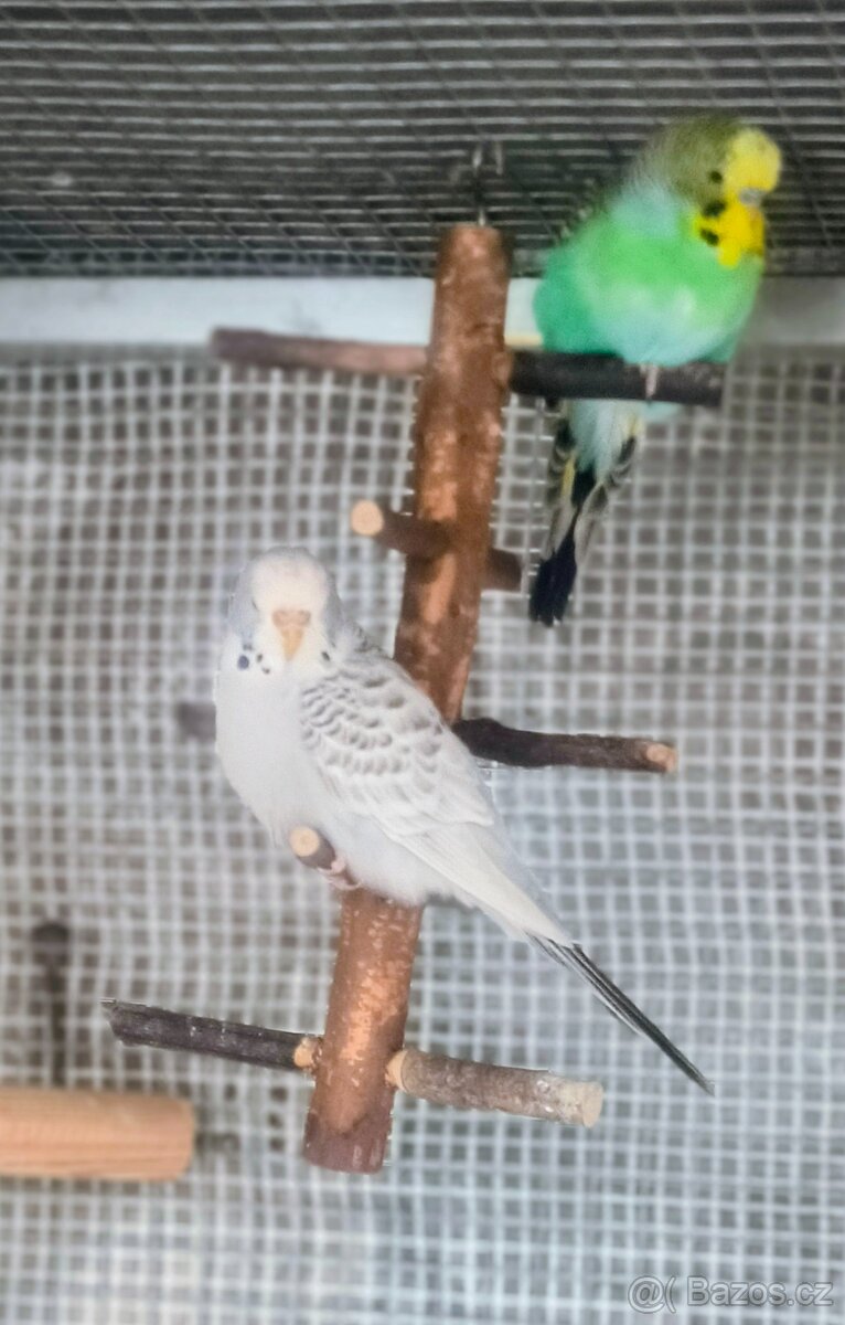 Andulka vlnkovaná - 3