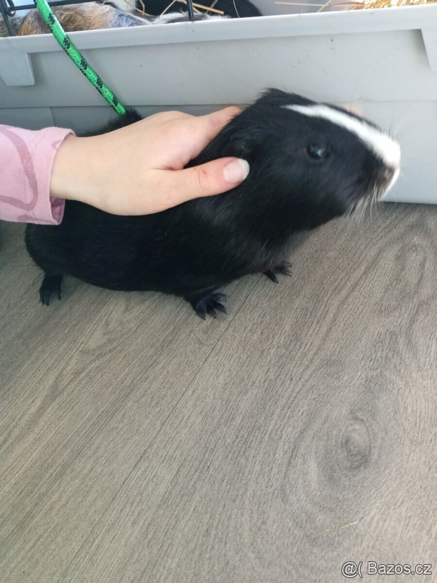 CUY (75%) Morčata - samečci - 3