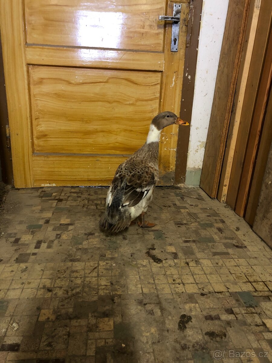 Indický běžec kříženec - 3