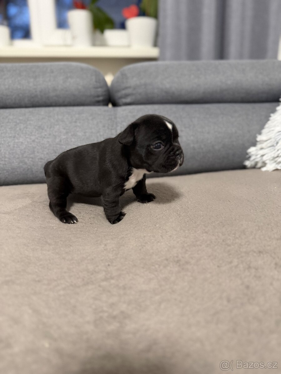 Francouzský buldoček - 3