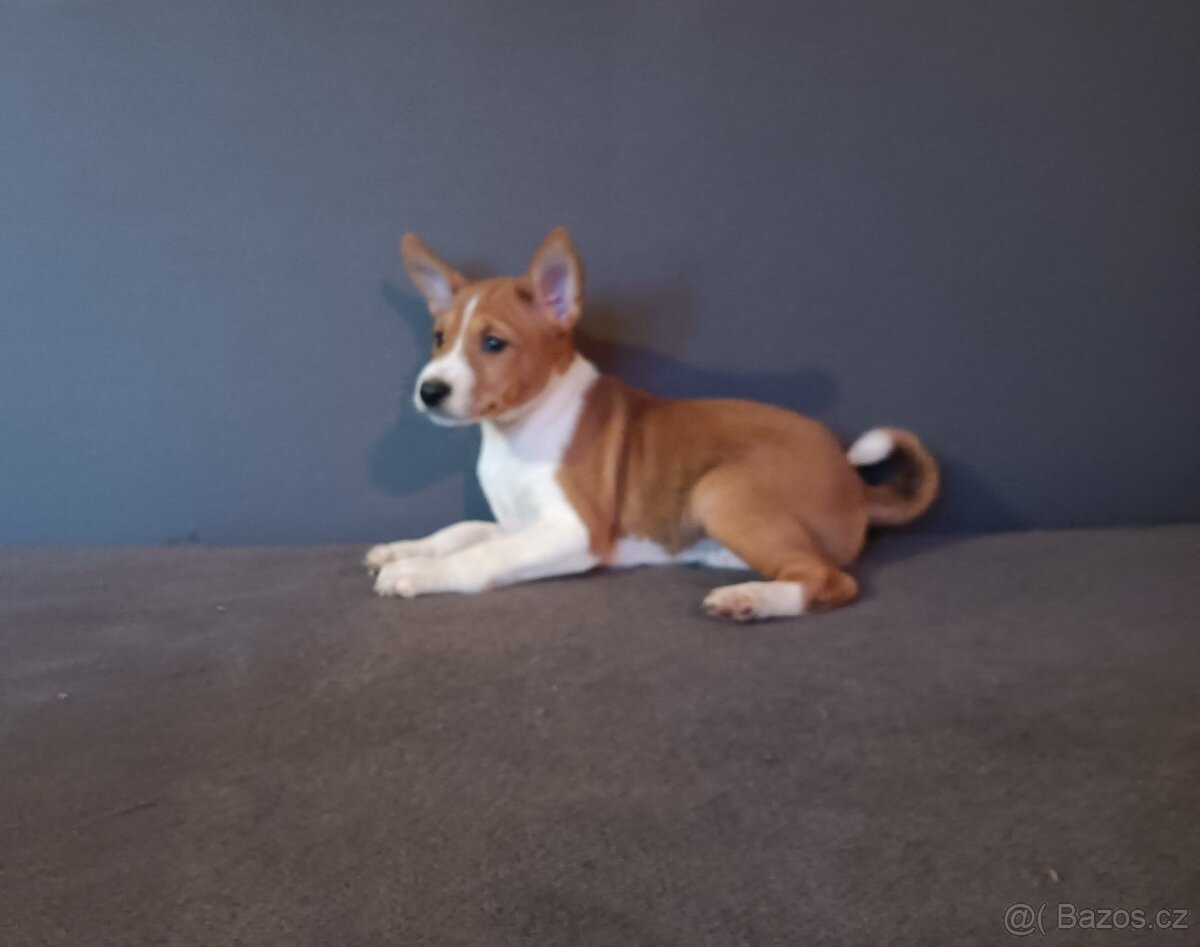Basenji - štěňata bez pp - 3