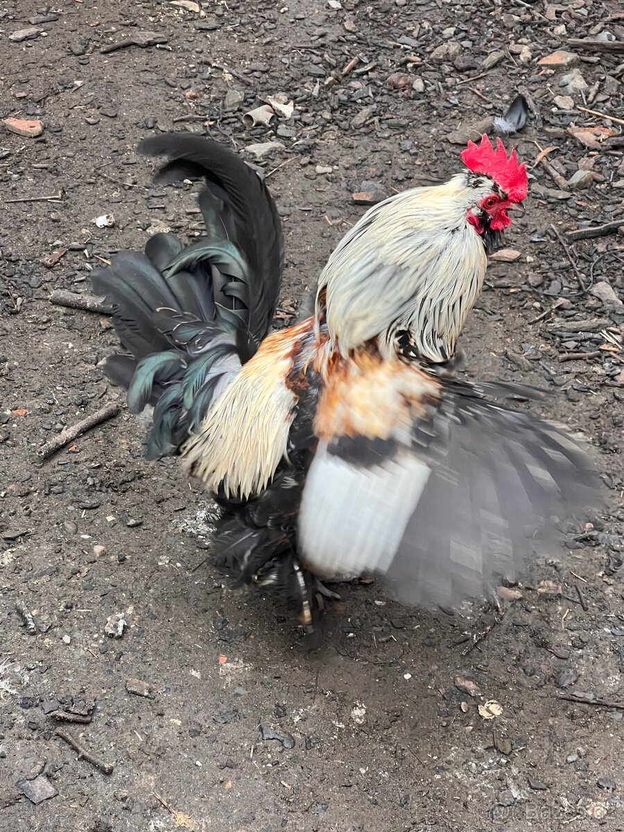 Kříženec araukany a hedvábničky - 3