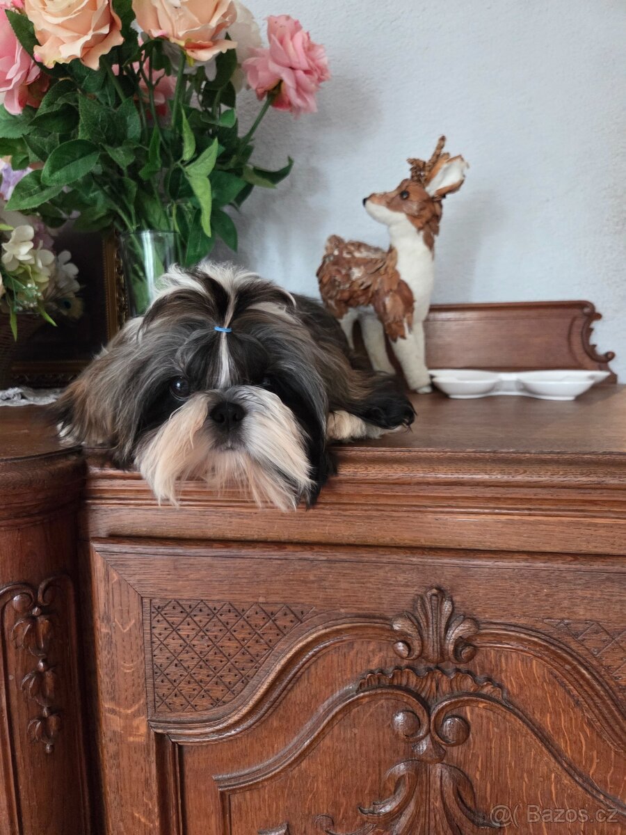 Šteniatka shih tzu s PP - 3