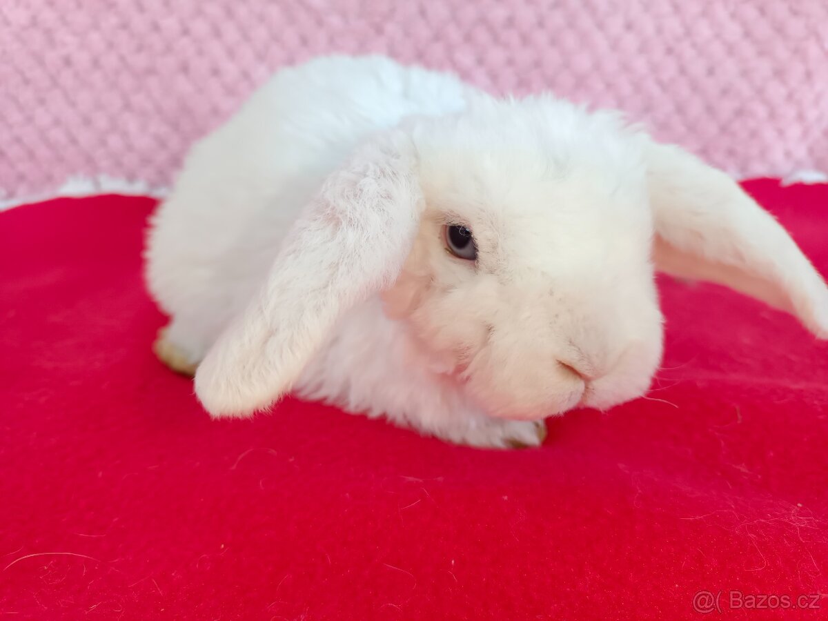 Zakrslý beránek - 3