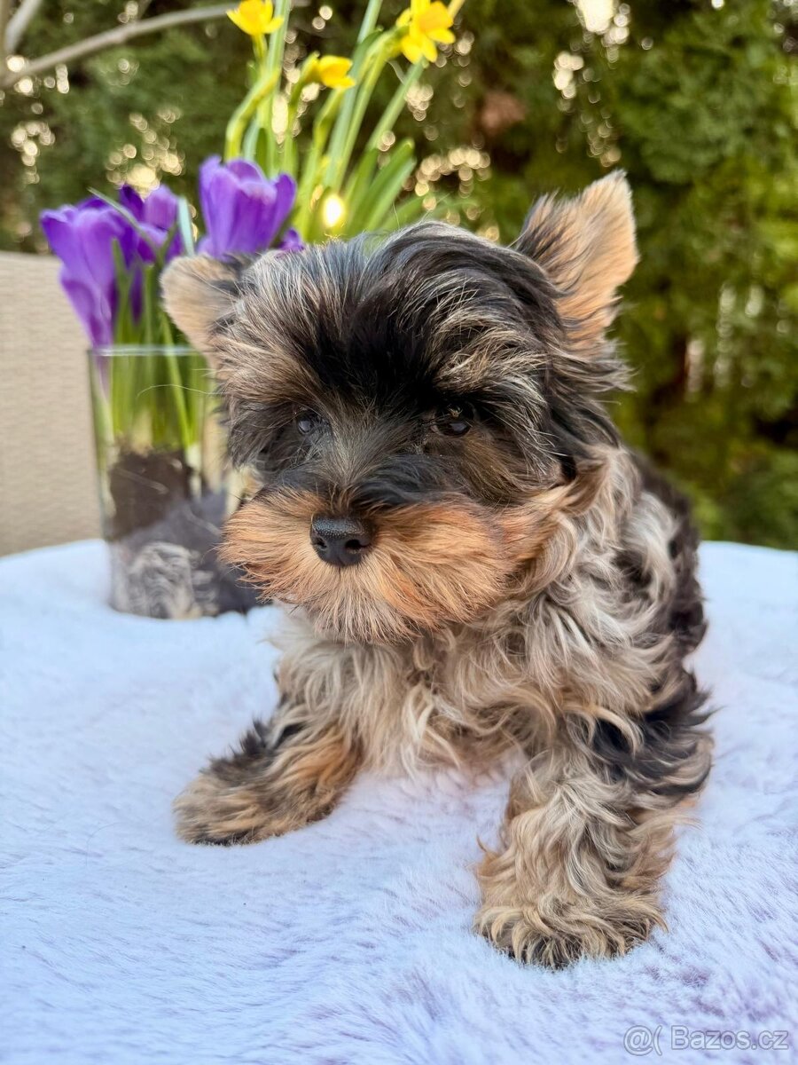 Jorkširský teriér s pp Choco - 3