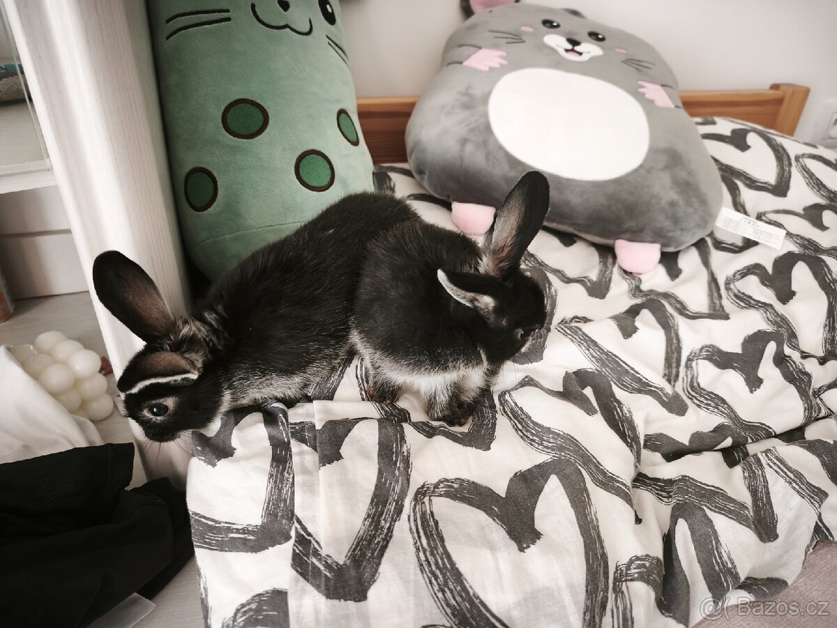 Zakrslý králík - 3