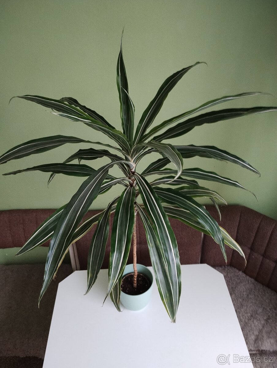Dračinec - dracaena - 3