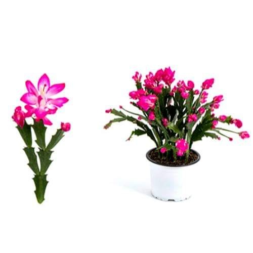 Divoký vánoční kaktus - 3