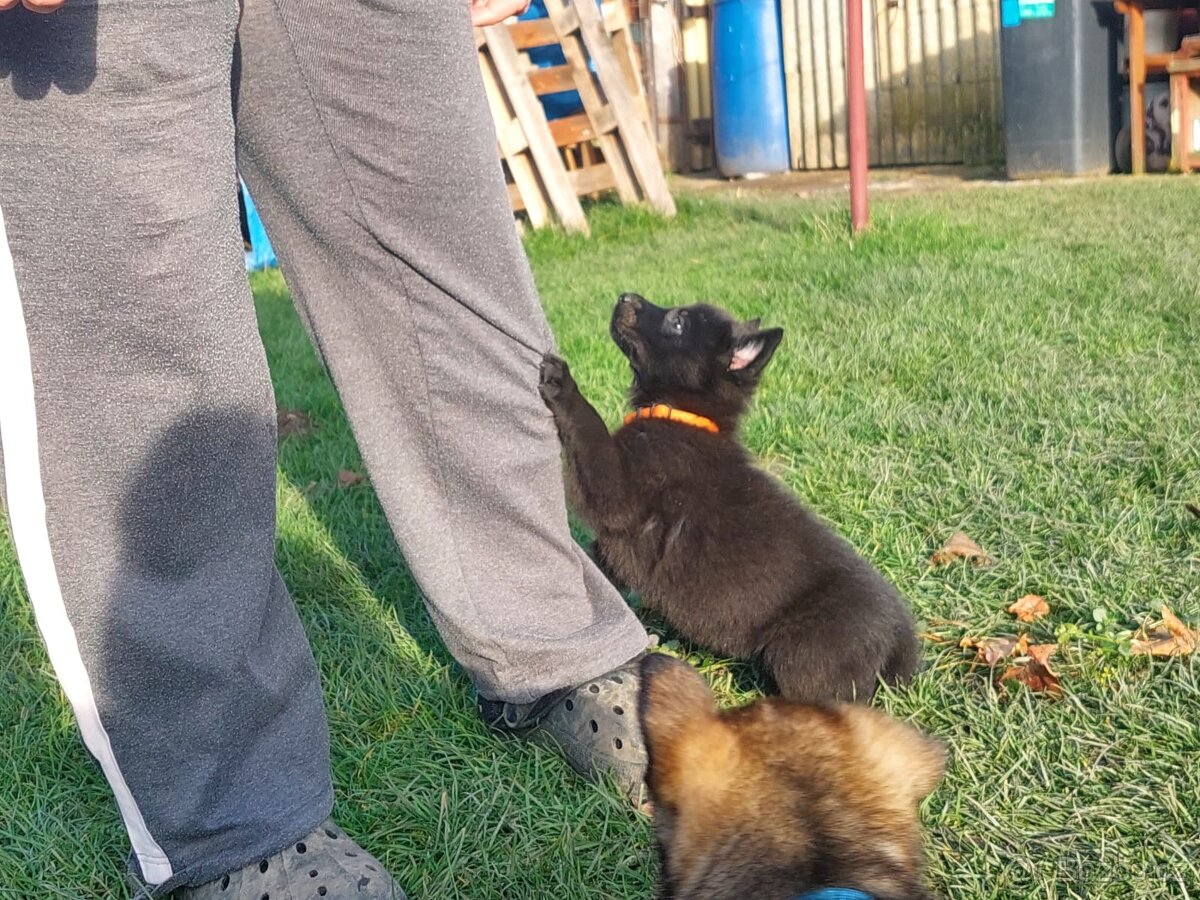 Německy ovčák s PP pracovní spojení -fena, pes - 3