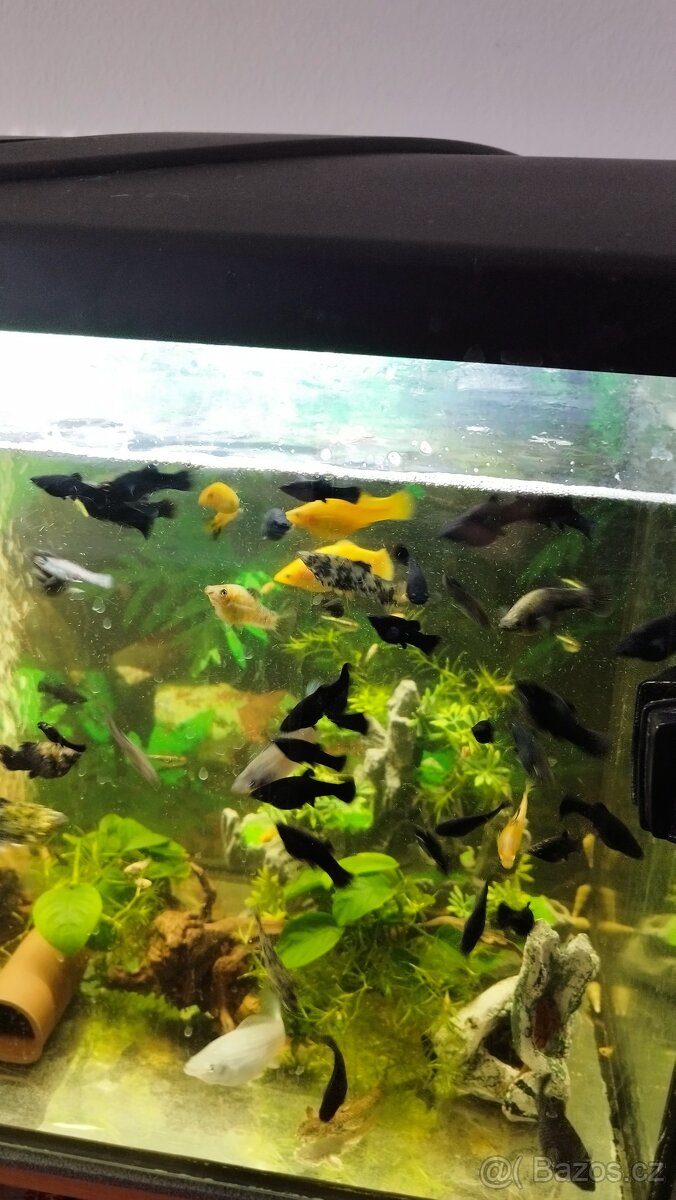 Prodám Black Molly - 3