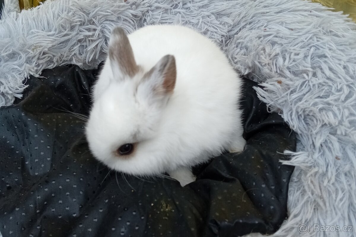 Zakrslý králíček E2 - 3